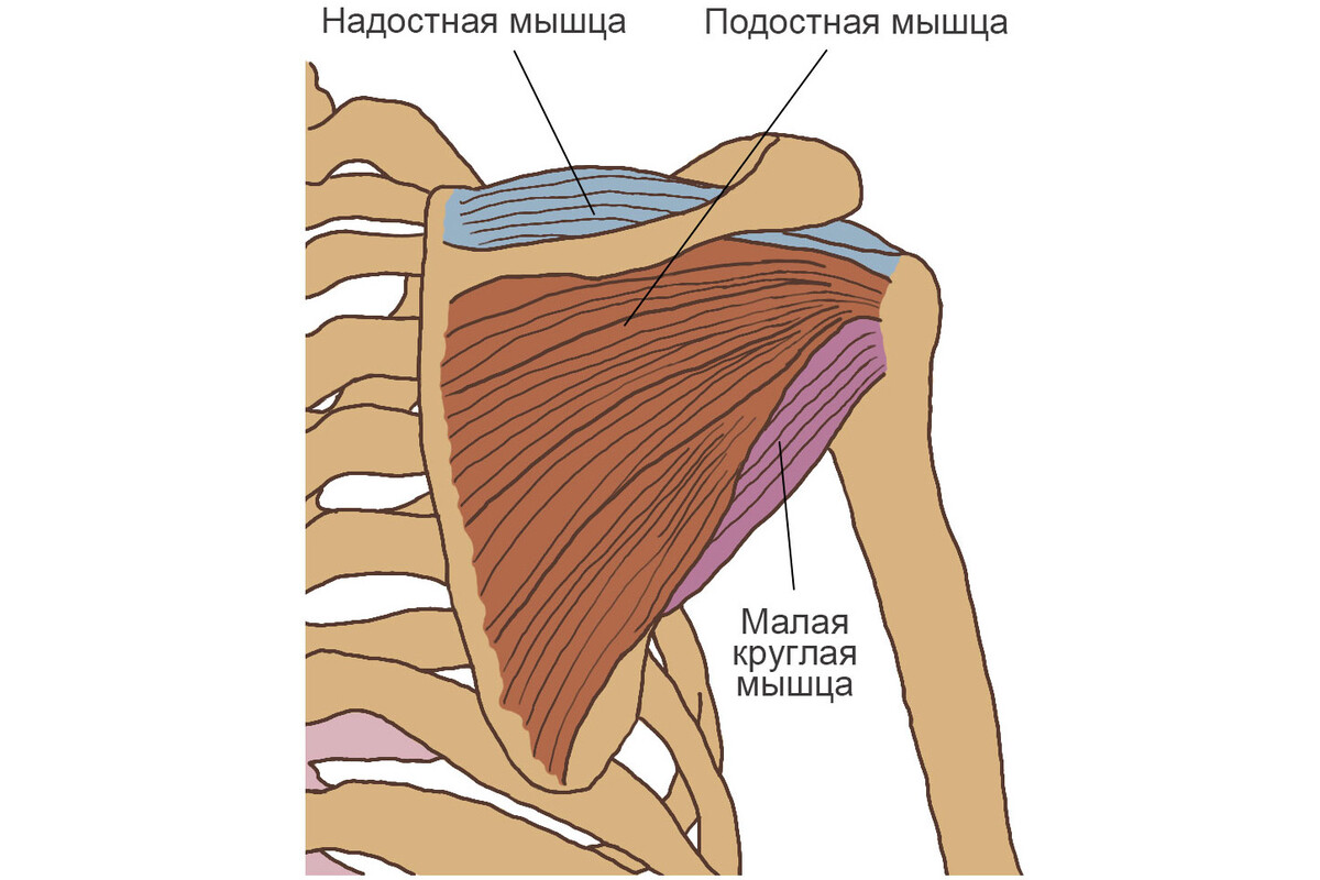 Расположение мышц вращательной манжеты плеча Расположение мышц вращательной манжеты плеча
