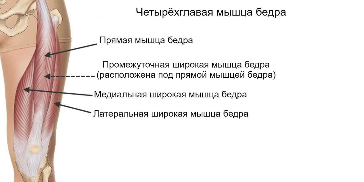 Роль четырехглавой мышцы бедра в стабилизации коленного сустава Роль четырехглавой мышцы бедра в стабилизации коленного сустава