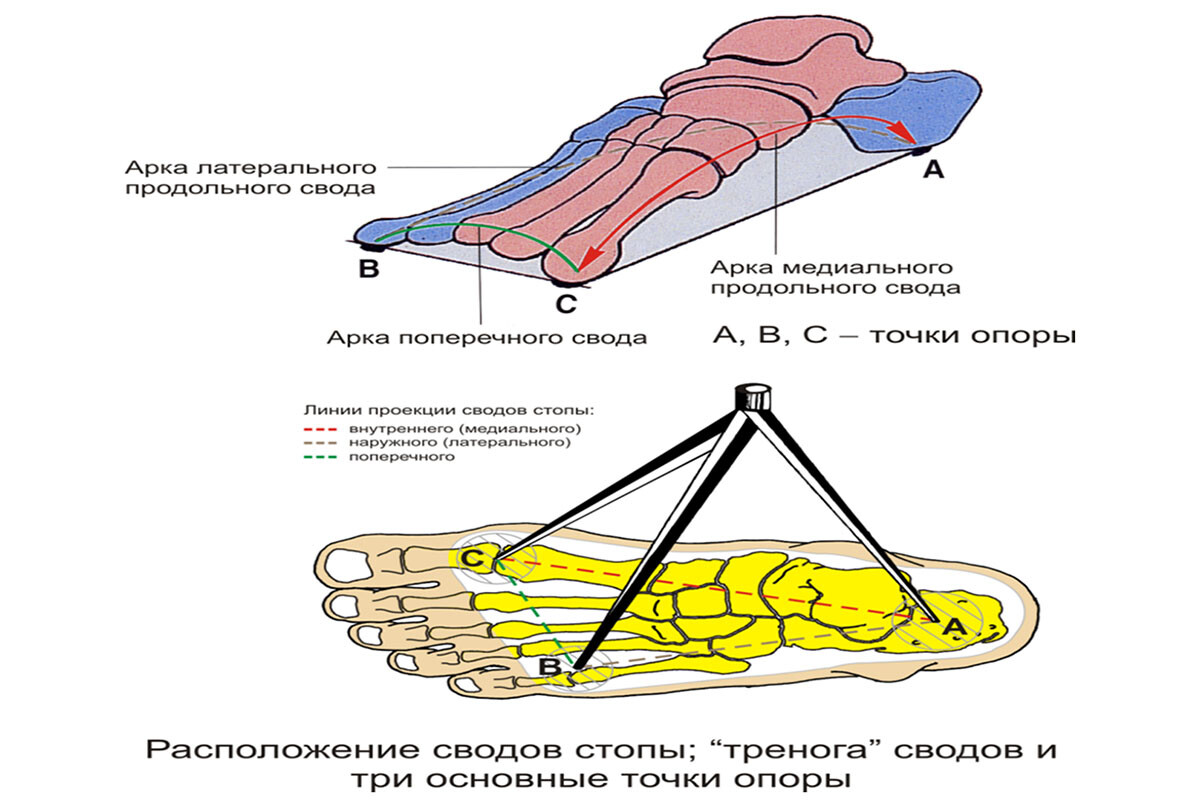 Расположение сводов стопы