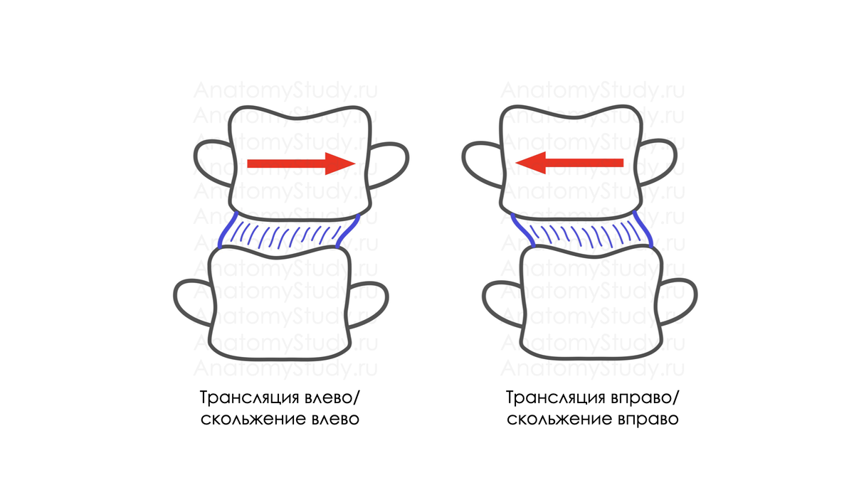 Движение позвонков вдоль фронтальной оси Движение позвонков вдоль фронтальной оси