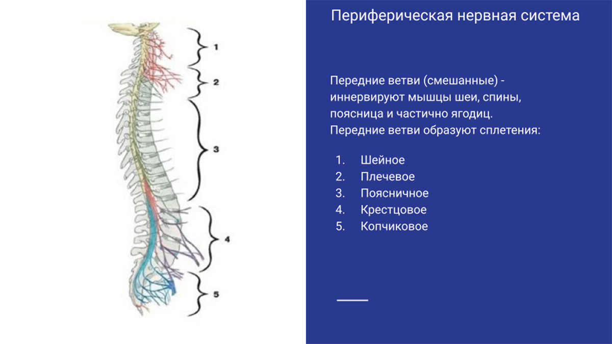 Периферическая нервная система Периферическая нервная система