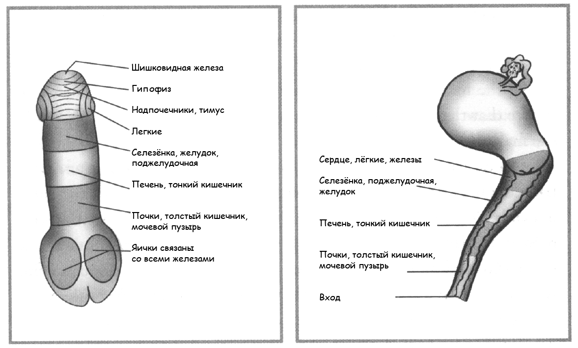 <p>
Рефлексология йони и лингама </p> <p>
Рефлексология йони и лингама </p>
