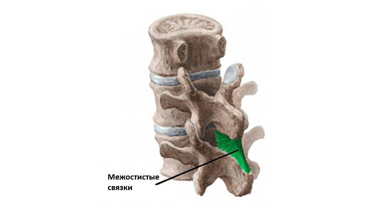 Межостистые связки (ligamentum intraspinalae) Межостистые связки (ligamentum intraspinalae)