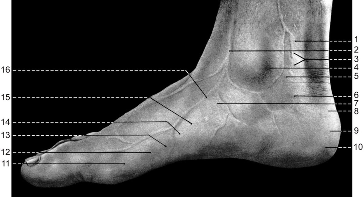 Визуальная анатомия стопы и лодыжки, медиальная сторона
