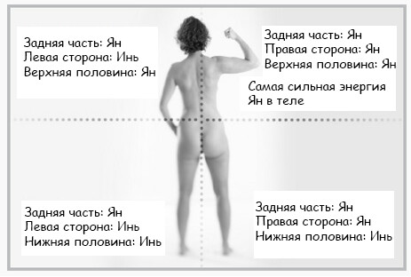 <p>Рисунок 2.2 - Инь и Ян в теле: сзади</p> <p>Рисунок 2.2 - Инь и Ян в теле: сзади</p>