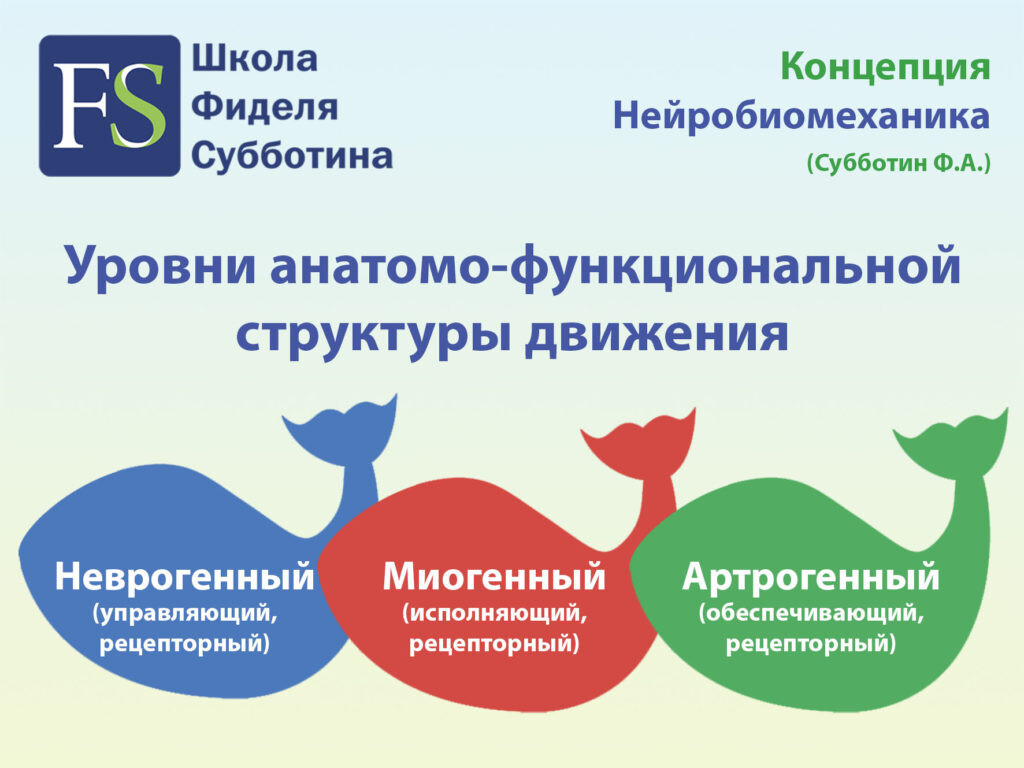 Уровни анатомо-функциональной структуры движения Уровни анатомо-функциональной структуры движения