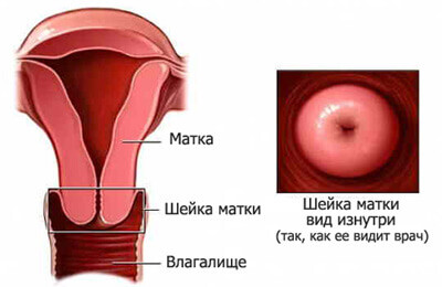 <p>Шейка матки</p>
<p>Шейка матки</p>