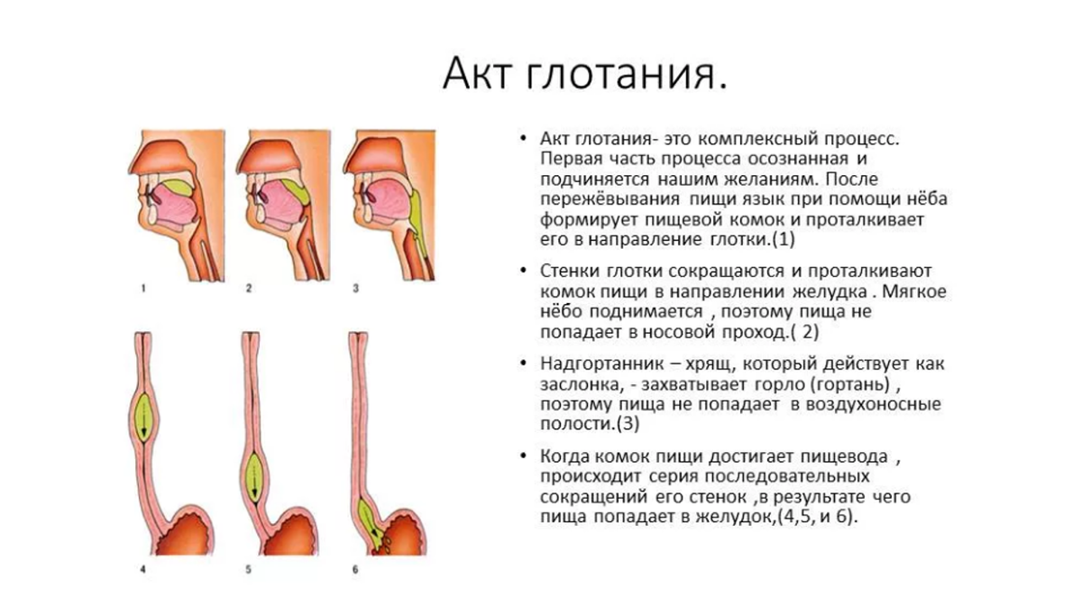 Глотательный рефлекс у человека. Формирование пищевого комка и акт глотания. Последовательность этапов акта глотания. Фазы акта глотания физиология. Глотание физиология.