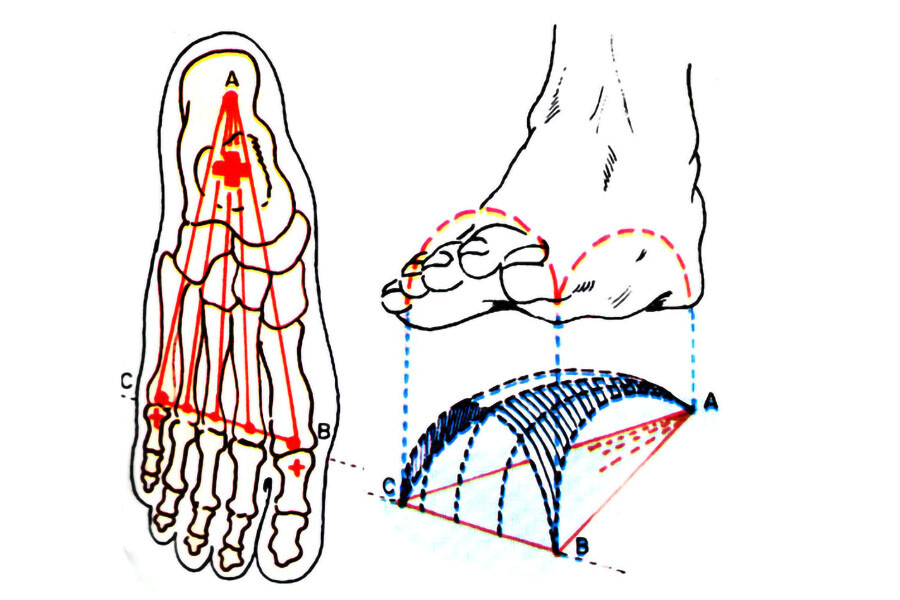 Схематическое изображение точек опоры стопы