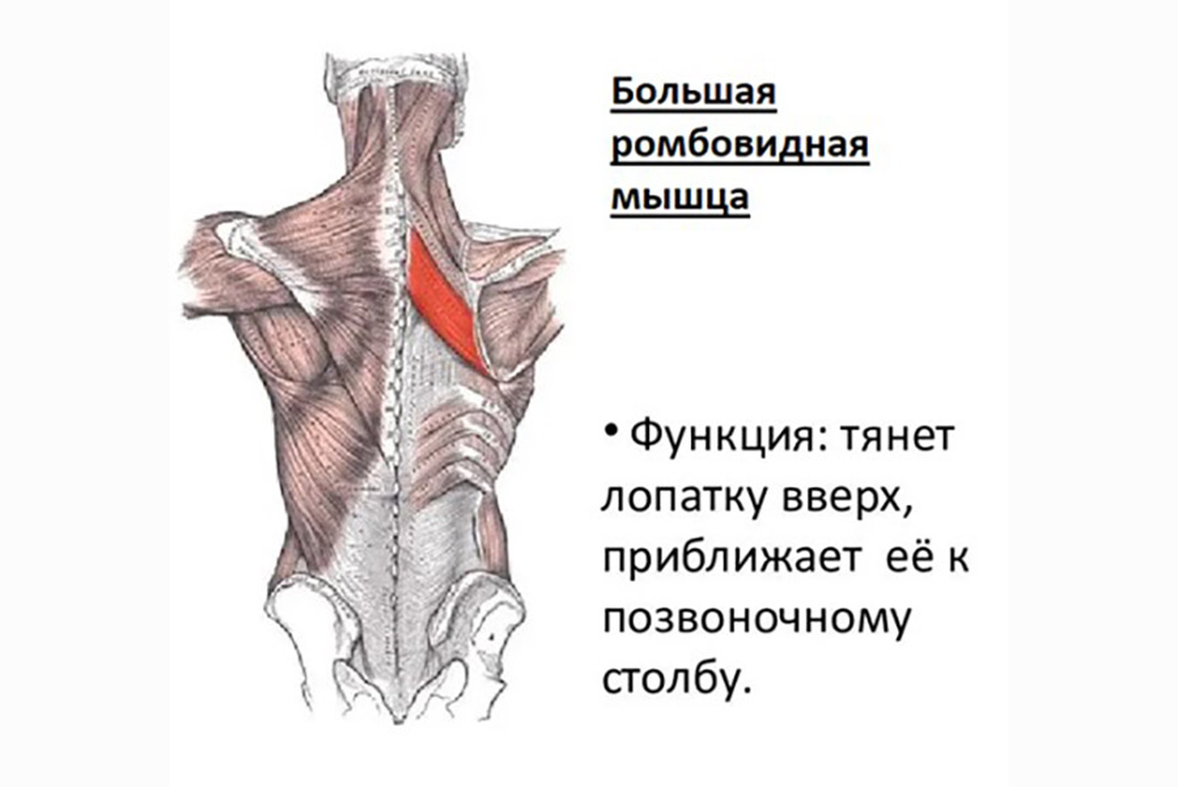 <p>
		Функция большой ромбовидной мышцы	</p>