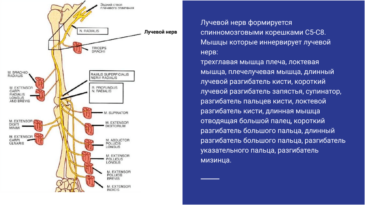 Биомеханика лучевого нерва