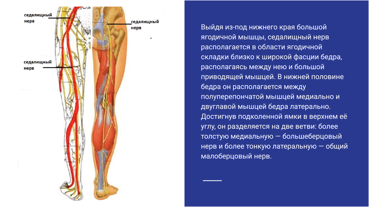 Седалищный нерв симптомы у мужчин как. Седалищный и малоберцовый нерв. Зона иннервации седалищного нерва. Седалищный нерв схема расположения. Схема анатомического расположения седалищного нерва.