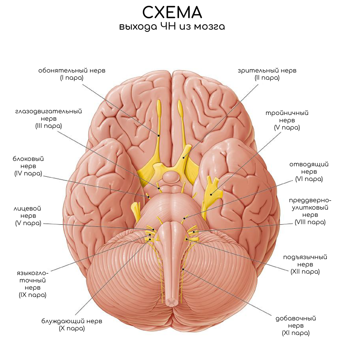 Средний мозг черепно мозговые нервы. Черепно мозговые нервы отверстия в черепе. Черепно мозговые нервы мрт. Пары черепномозговых нервов. Черепно мозговые нервы чувствительные двигательные смешанные.