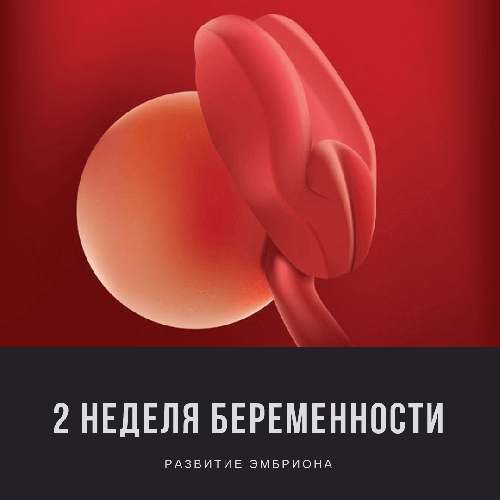 2 неделя беременности