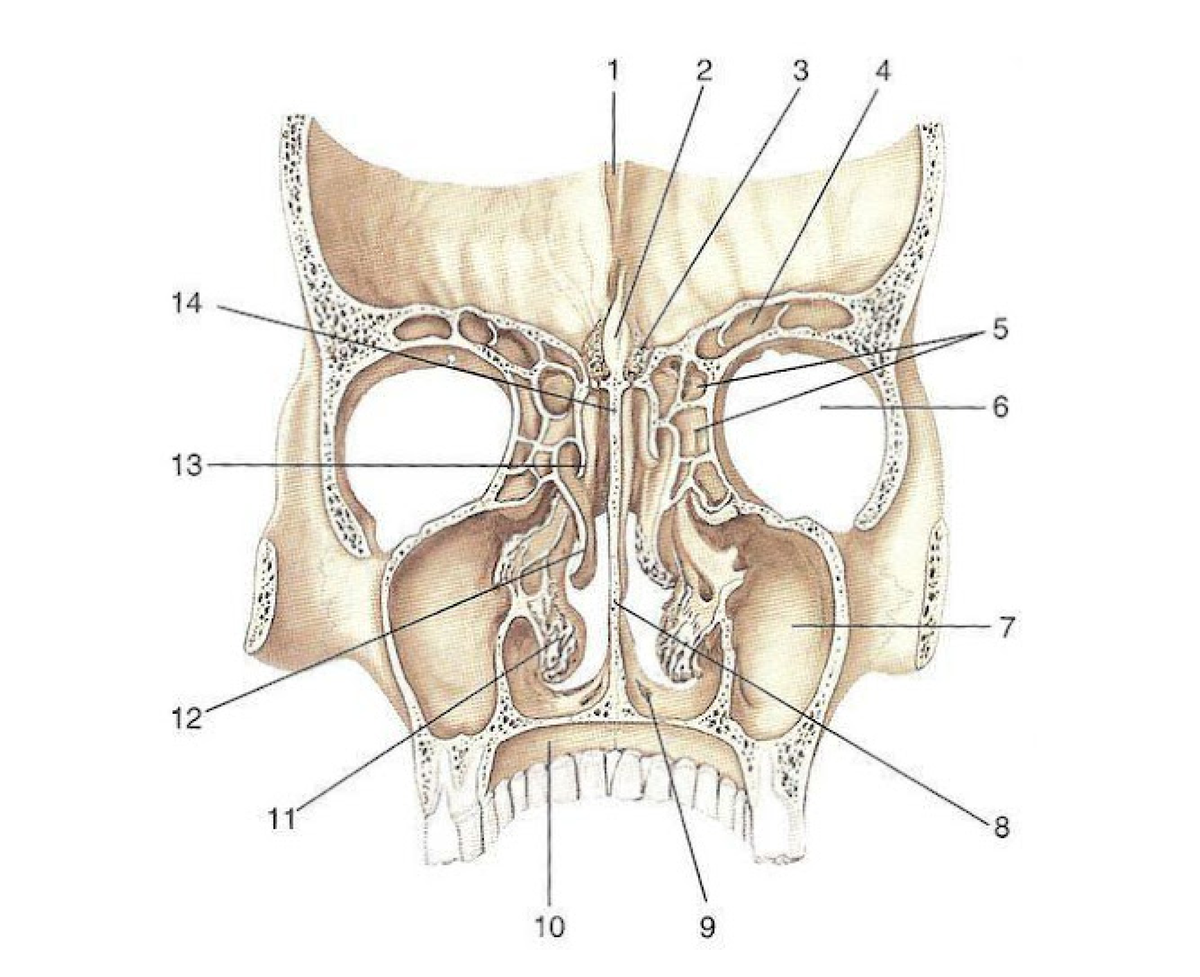 Решетчатая отдел. Лобная пазуха топография. Верхнечелюстная пазуха анатомия строение. Строение гайморовых пазух. Гайморова (верхнечелюстная) пазуха черепа.