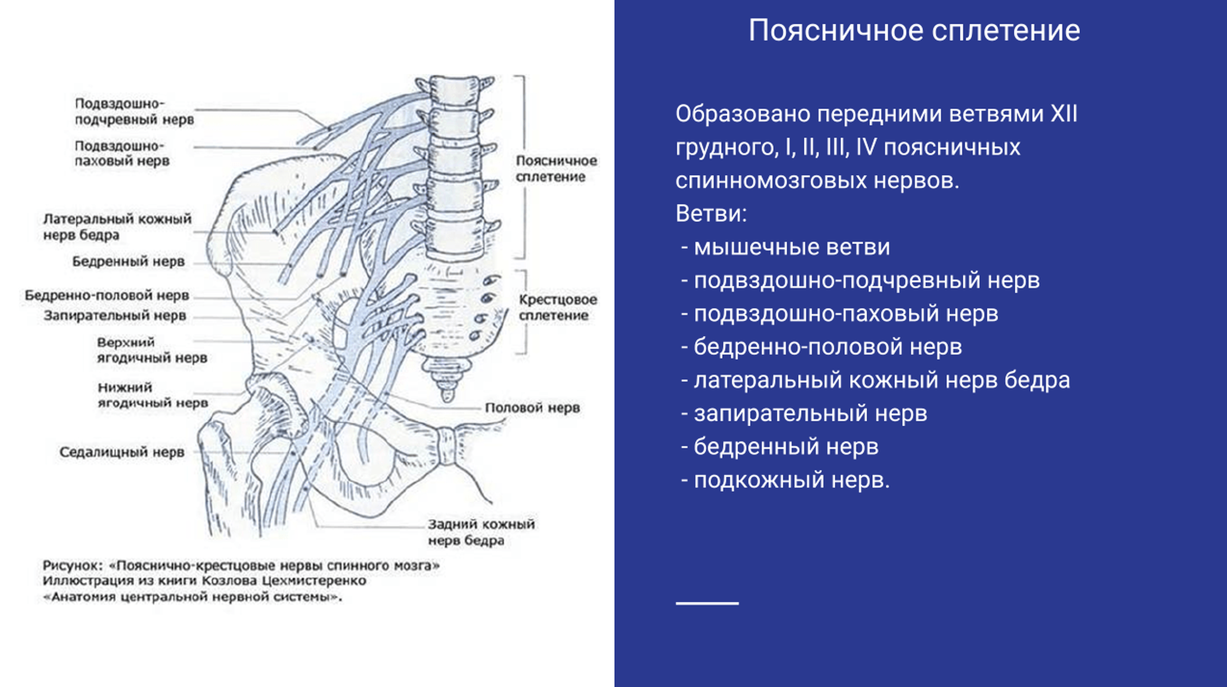 Периферические нервы и сплетения. Пояснично-крестцовое сплетение анатомия. Нервы пояснично-крестцового сплетения. Пояснично-крестцовое сплетение схема. Поясничное сплетение спинномозговых нервов.