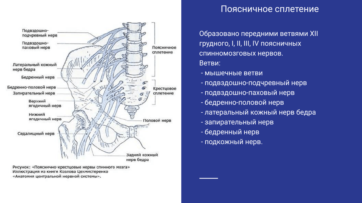 Сплетения нервов анатомия