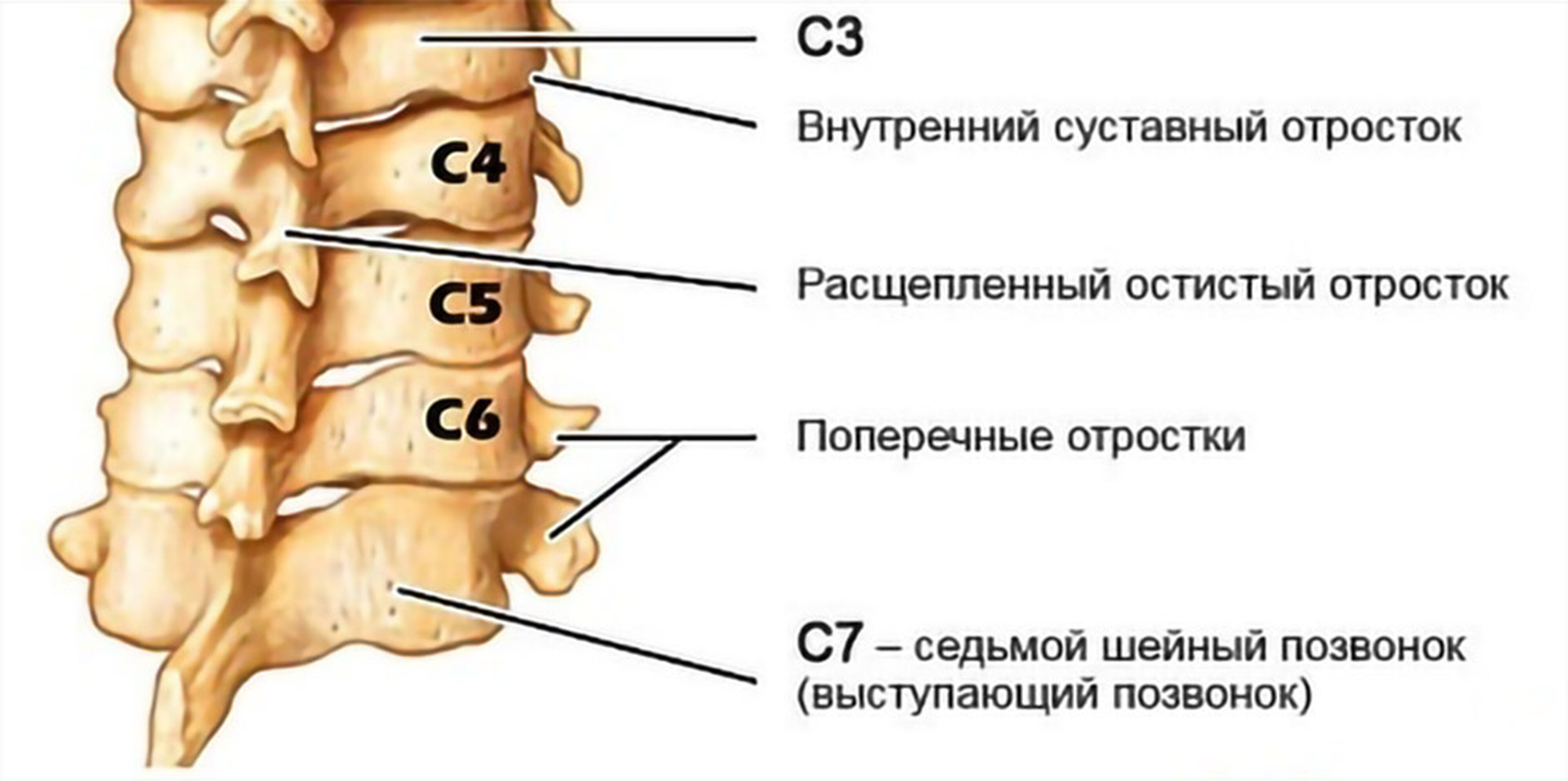 Анатомия нижнего шейного отдела позвоночника