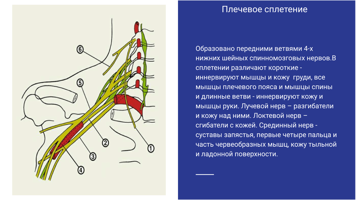 Плечевое сплетение анатомия схема