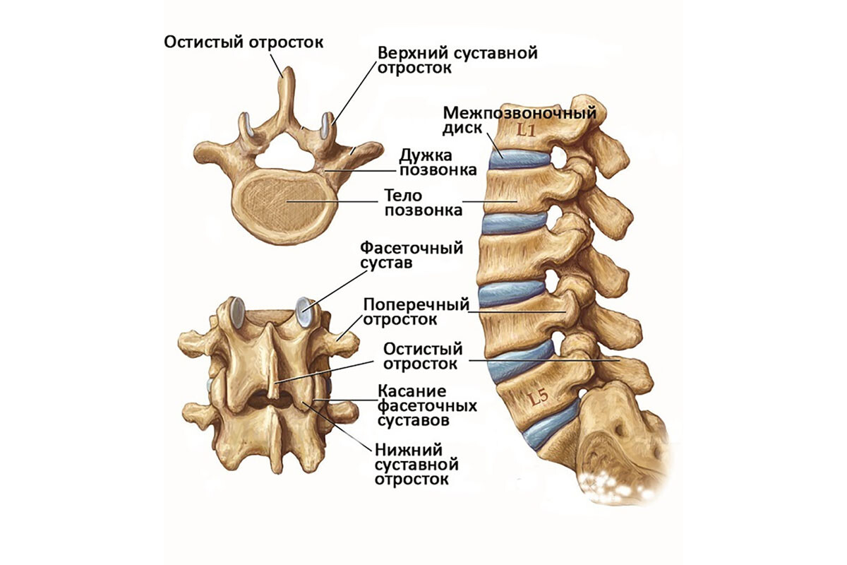Структура поперечного отростка шейного позвонка. Анатомия с7 позвонка. Структура поперечного отростка шейного позвонка. Схема защемление позвоночника человека. Поперечный отросток седьмого шейного позвонка.