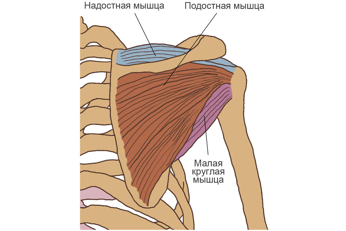 Расположение мышц вращательной манжеты плеча