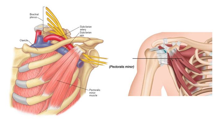 Малая грудная мышца m pectoralis Minor