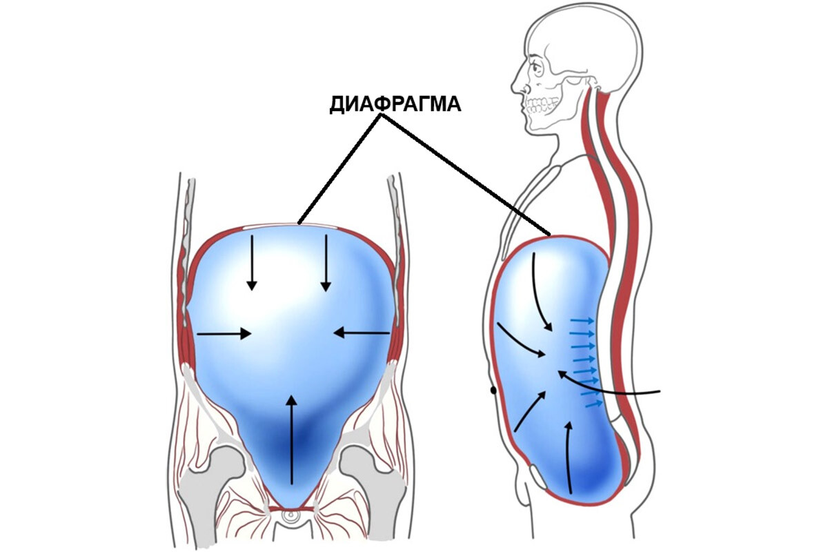 Диафрагма (непосредственно как дыхательная мышца)