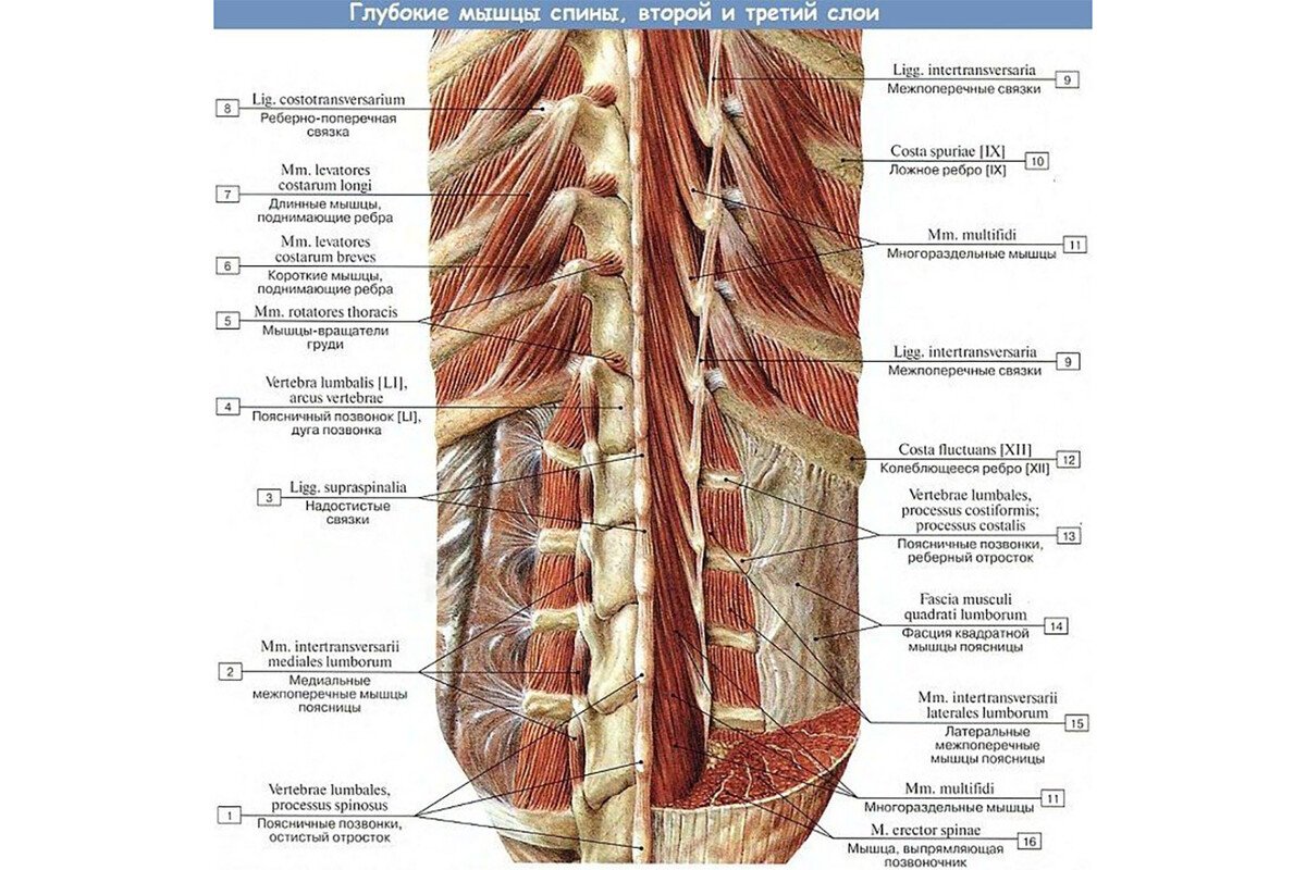 Второй и третий слой глубоких мышц