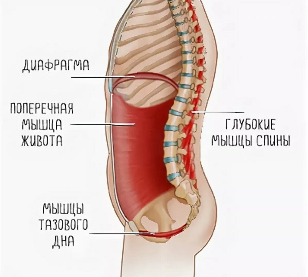 Мышцы стабилизаторы кора