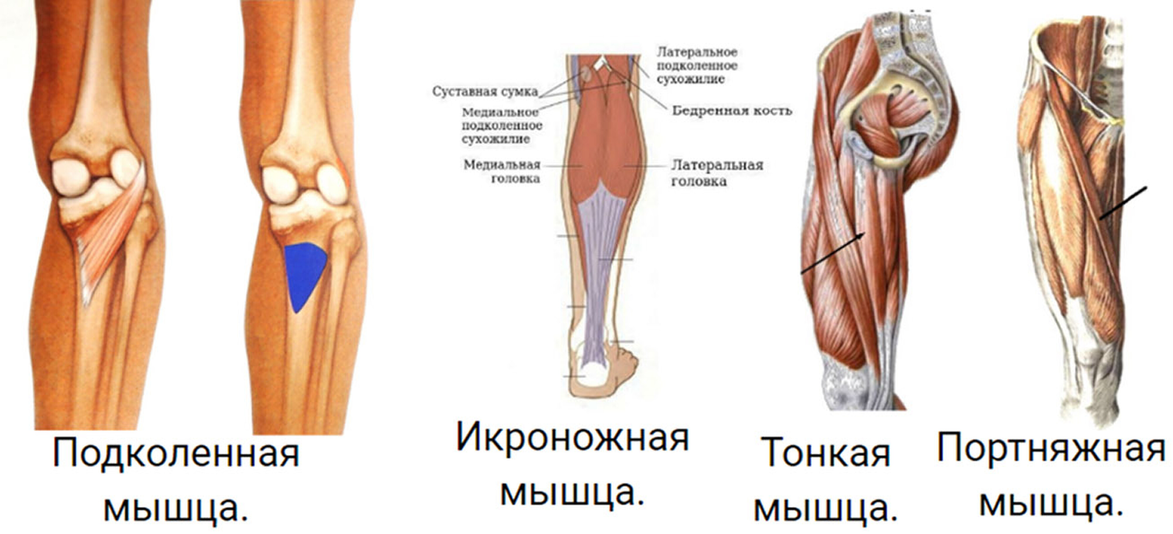Дополнительные сгибатели коленного сустава