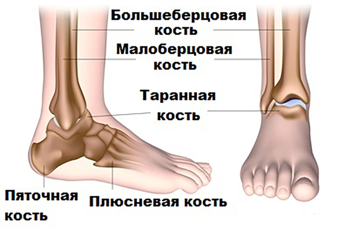 Голеностоп в картинках