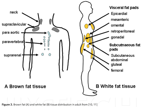 Анатомия белого и бурого жира