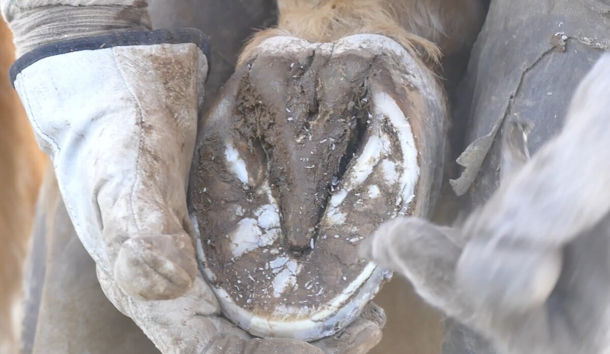 Алексей Берков и Юлия Худякова