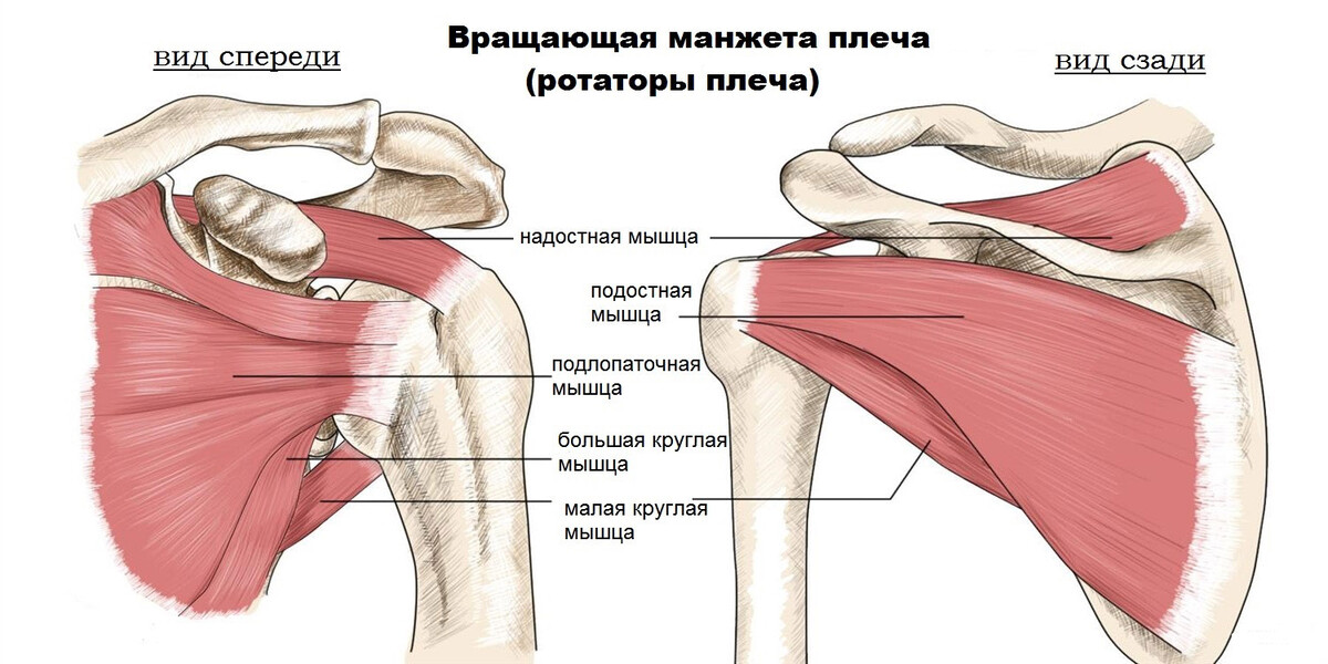 Анатомия основных мышц вращательной манжеты плеча