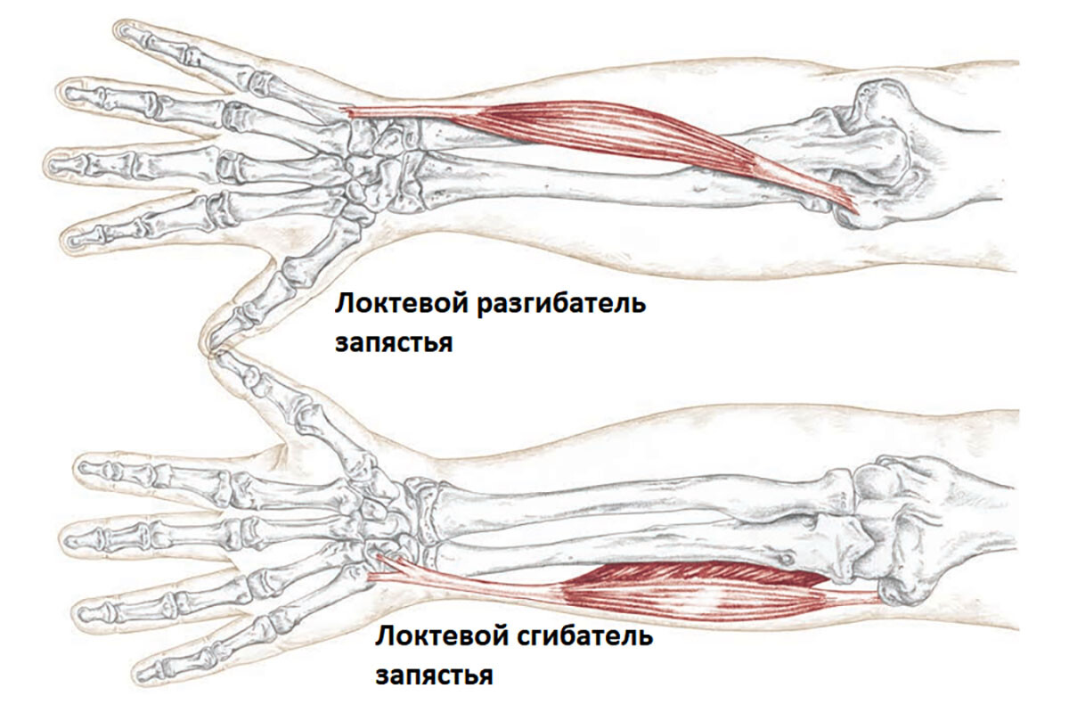 Антагонизм и синергизм локтевых сгибателей и разгибателей запястья