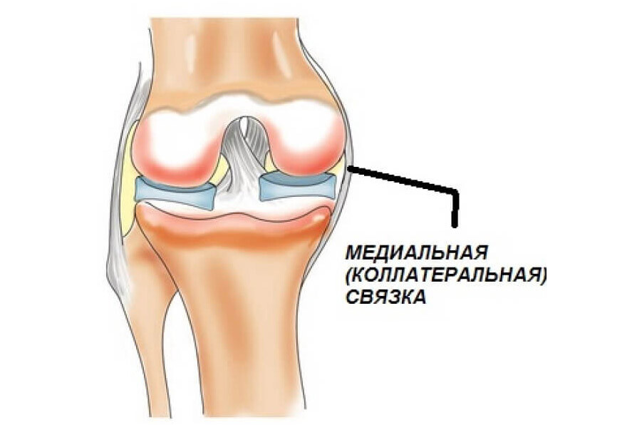 Анатомия медиальной связки