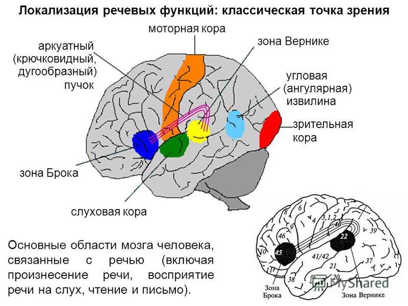 Какой отдел мозга отвечает за восприятие и хранение в памяти визуальных изображений тест