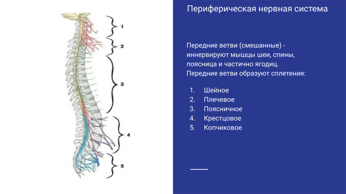 Родовая травма периферической нервной системы