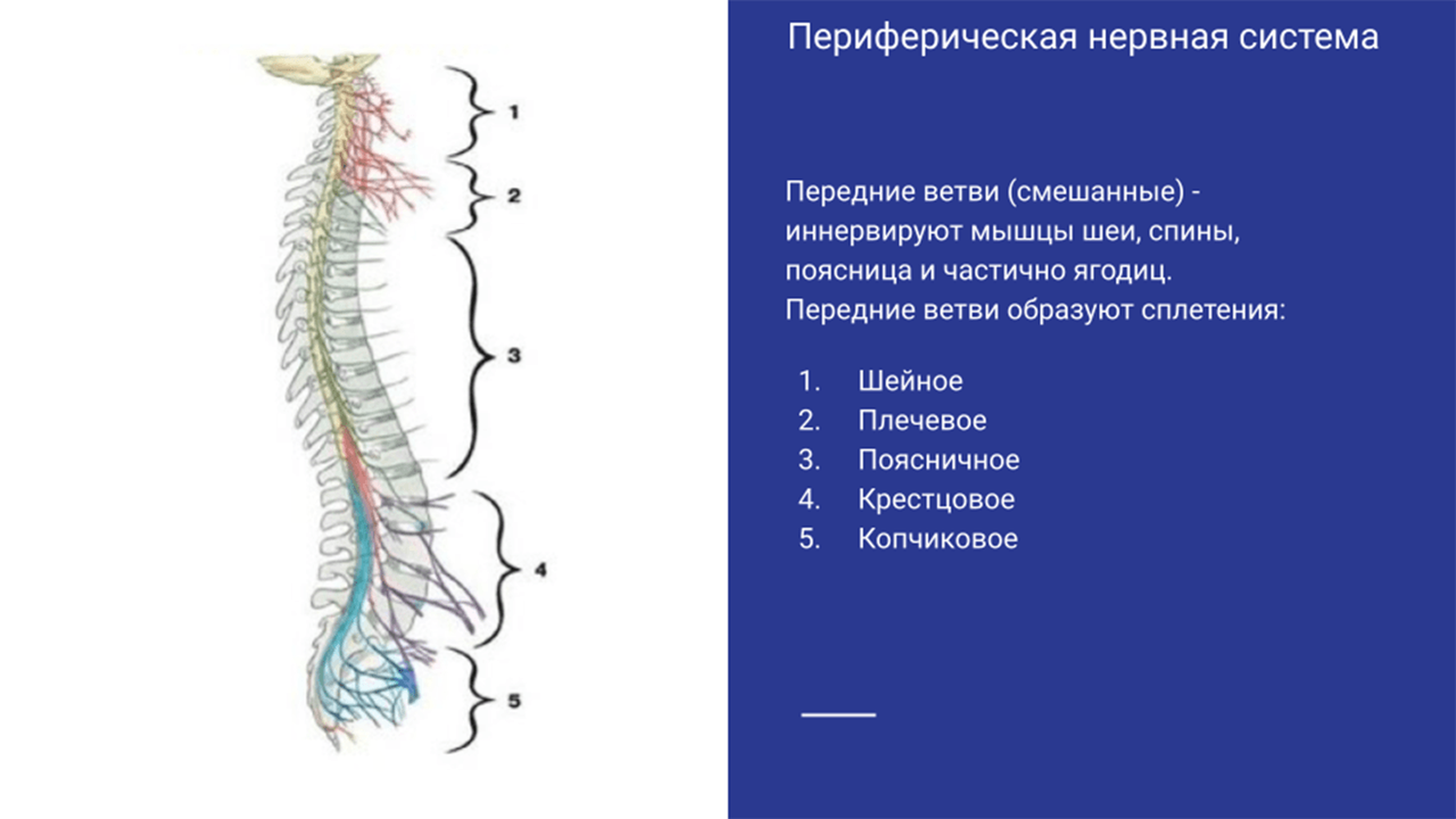 Периферическая нервная система