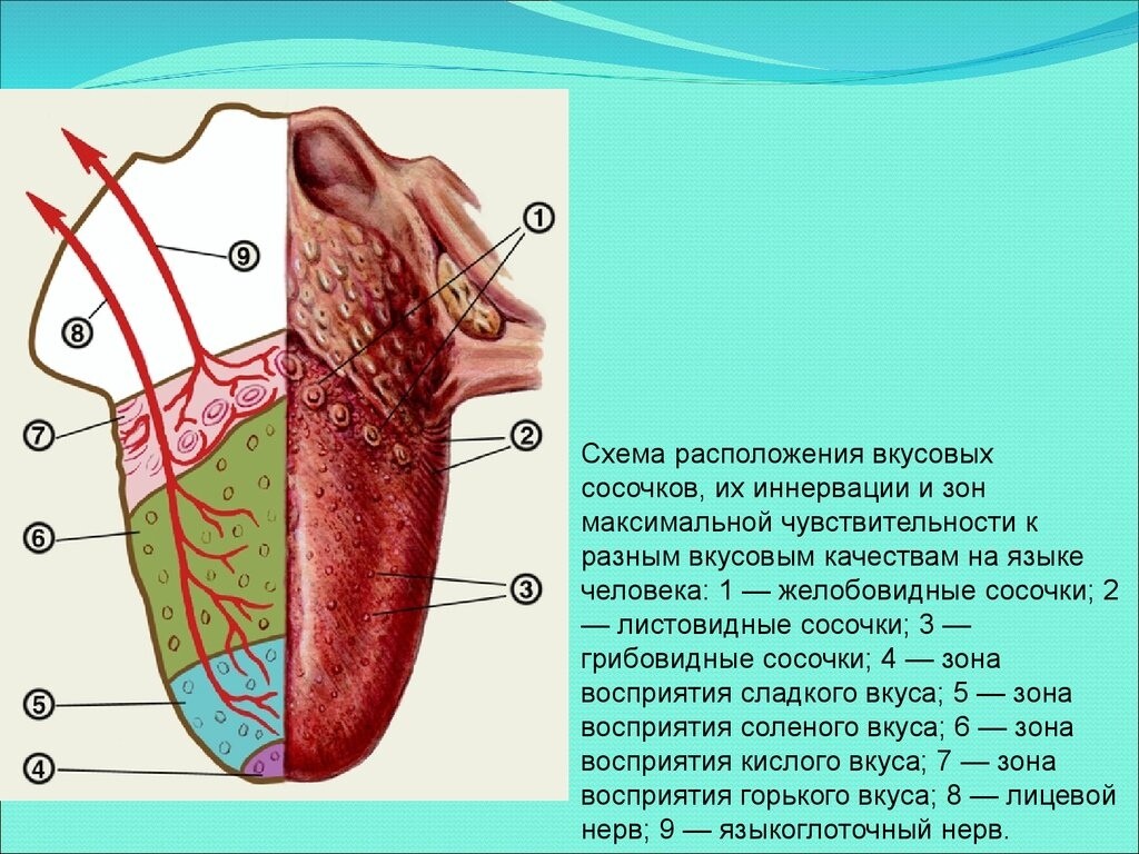 2 3 языка. Рецепторы языка схема. Схема анализатора вкусовой чувствительности. Строение рецепторов языка.