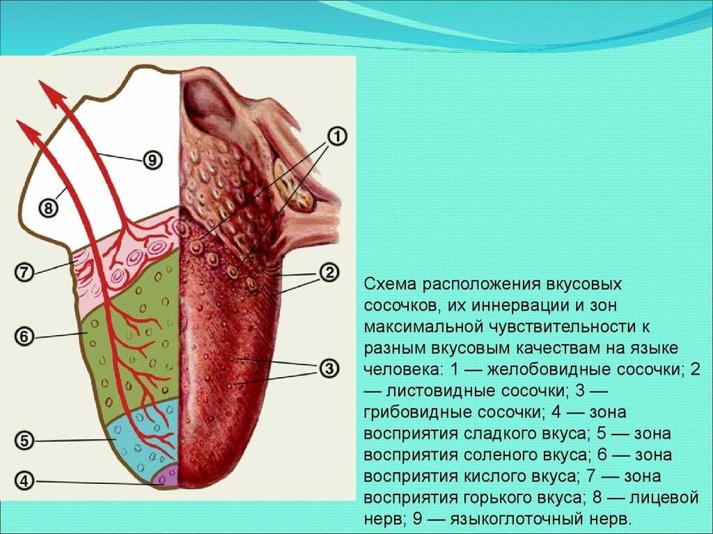 Язык расположен. Рецепторы языка схема. Схема анализатора вкусовой чувствительности. Строение рецепторов языка.