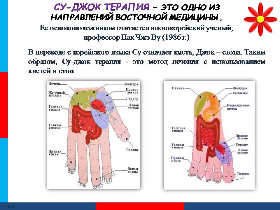 Су джок терапия презентация