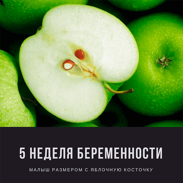 5 неделя беременности