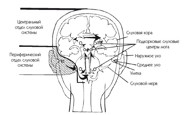 Периферический отдел слухового анализатора схема