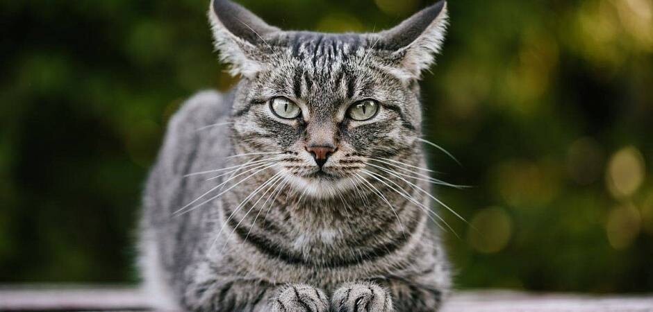 <p>Котик. Восхищайтесь.</p>