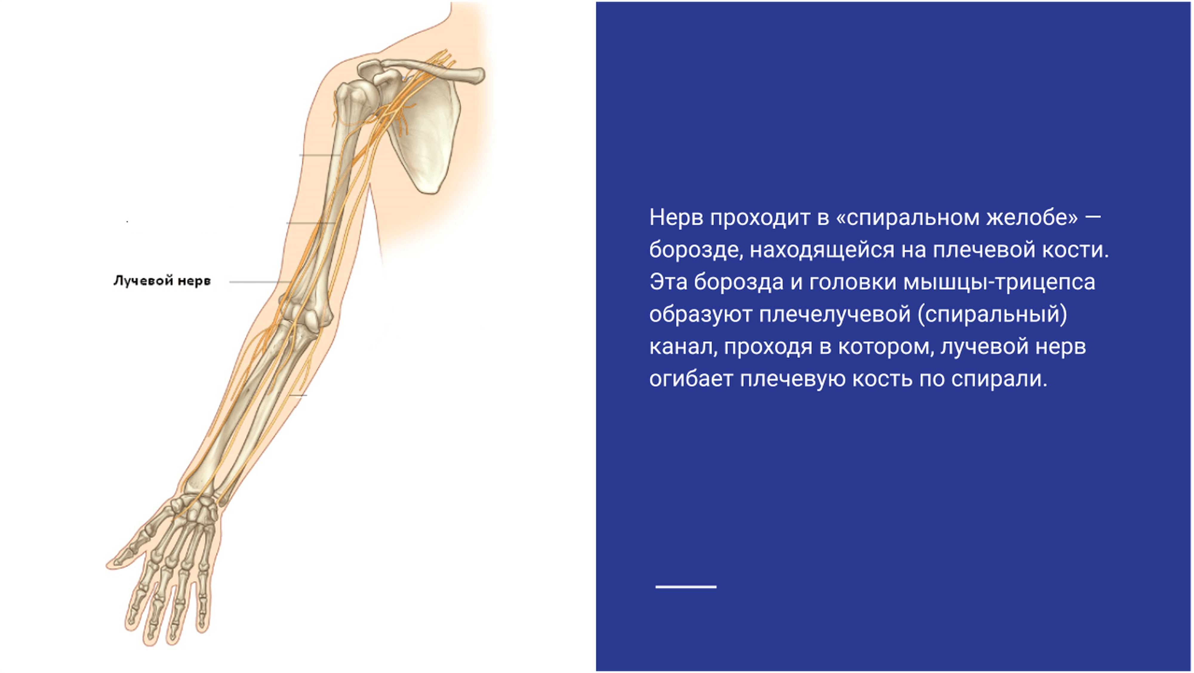 Невропатия лучевого нерва. Плечемышечный канал лучевого нерва. Ход лучевого нерва на предплечье. Туннельный синдром лучевого нерва. Нейропатия локтевого нерва мкб