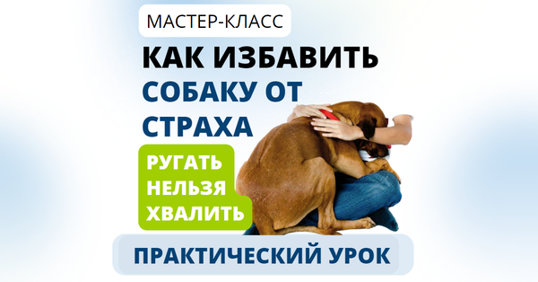 Как избавить собаку от страха