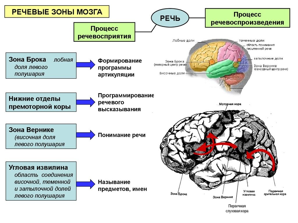 Нейрофизиологические механизмы речи схема