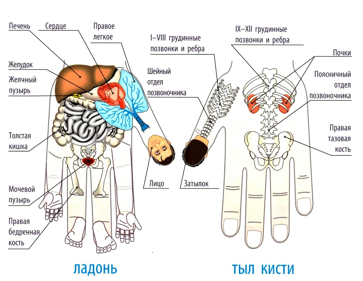 Су-Джок терапия для речи. Блог Лого Портал