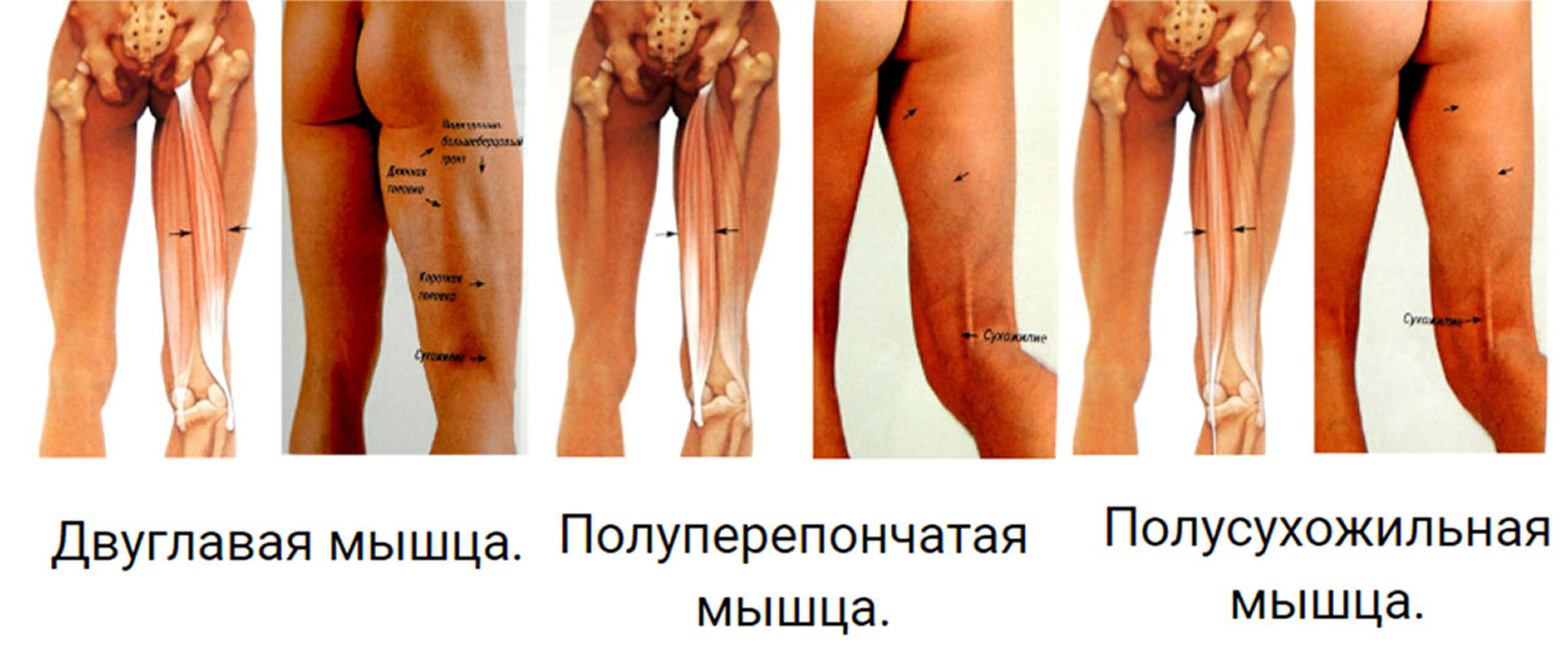 Работа мышц при сгибании коленного сустава